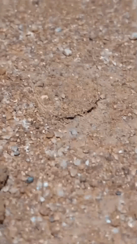 Spider Hole GIF. This 281 x 498 animated GIF is part of our spider collection. Related themes include hole, jumpscare, wolf. Created by wezzle1. View the…