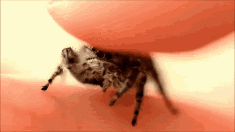 Spider Idk GIF