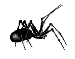 Spider Sticker