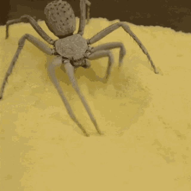 Spider Nope GIF