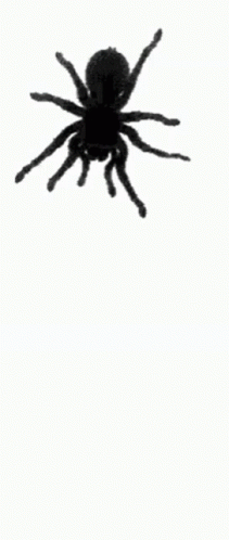 Spider Screamer GIF