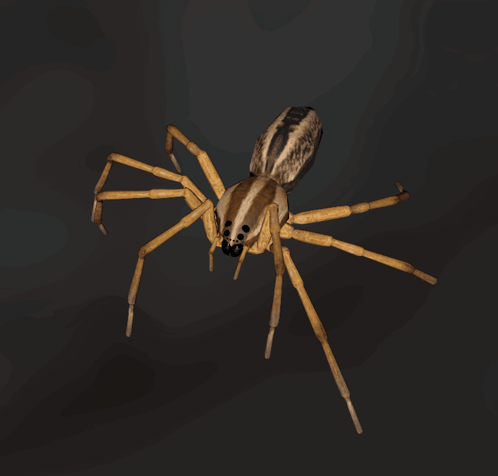 Spider GIF. This 498 x 476 animated GIF is part of our spider collection. Created by RALF13. View the original animation, share it, or browse related GIFs.