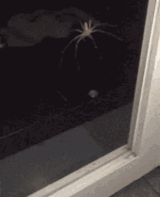 Spider Window GIF