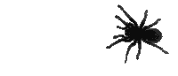 Spider Sticker