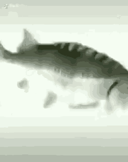 Spin GIF