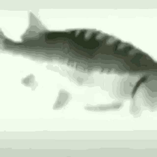 Spin Fish GIF
