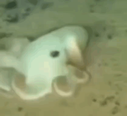 Spin Octopus GIF