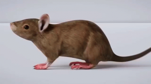 Spin Rat GIF