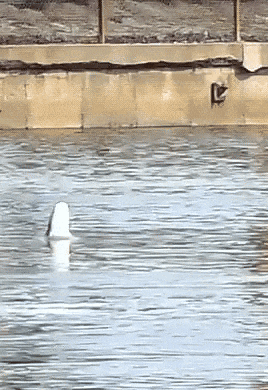 Spinner Shark GIF