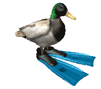 Spinning Duck Sticker