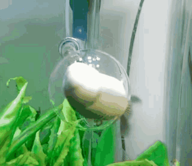 Spinning Fish GIF