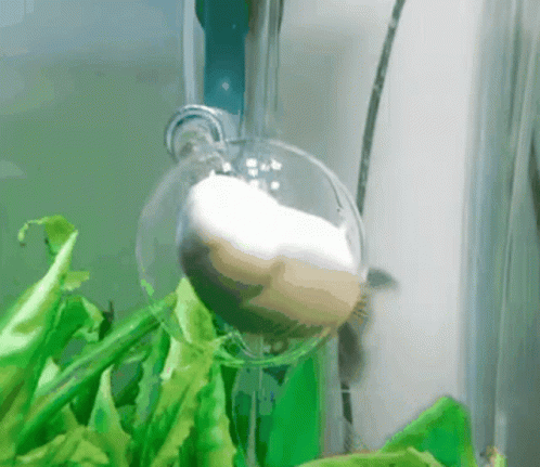 Spinning Fish GIF