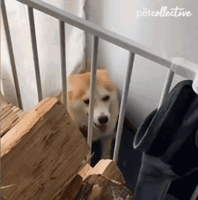 Spinning The Pet Collective GIF