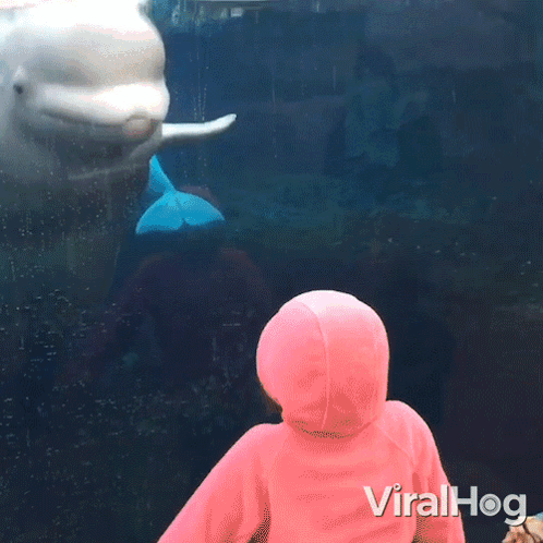 Splashed Beluga Whale GIF