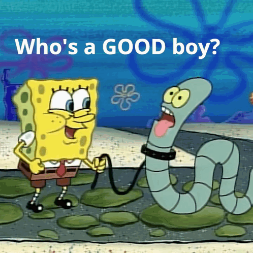 Spongebob Good Boy GIF. This 498 x 498 animated GIF is part of our spongebob boi collection. Related themes include funny, good job, love. Created by…