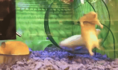 Sport Hamster GIF