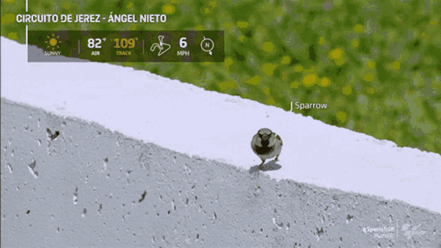 Sports Wow GIF