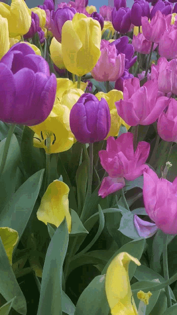 Spring Flowers GIF