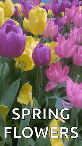 Spring Flowers GIF
