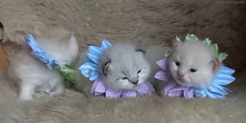 Spring Time Cute GIF