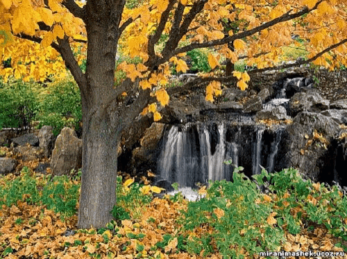 Spring Time Nature GIF