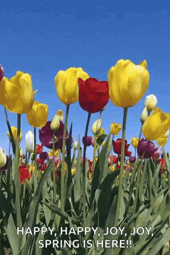 Spring Time Tulips GIF