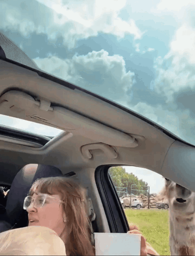 Sputo Lama GIF
