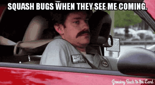 Squash Bug Squash GIF