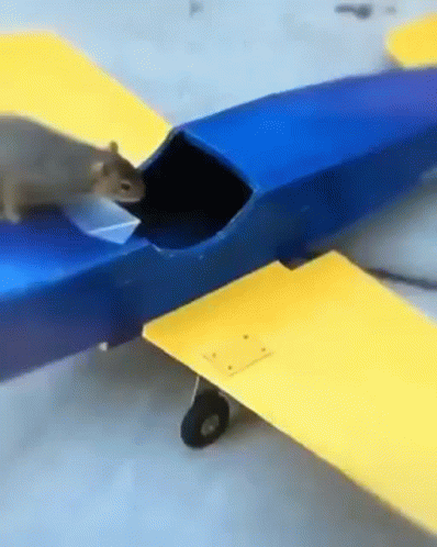 Squirel GIF. This 398 x 498 animated GIF is part of our funny airplane collection. Created by jenkaspungkulor. View the original animation, share it, or…