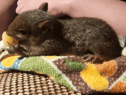 Squirrel Baby Squirrel GIF