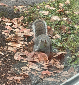 Squirrel Burry GIF. This 256 x 273 animated GIF is part of our funny squirrel collection. Related themes include animal, cute, funny. Created by…