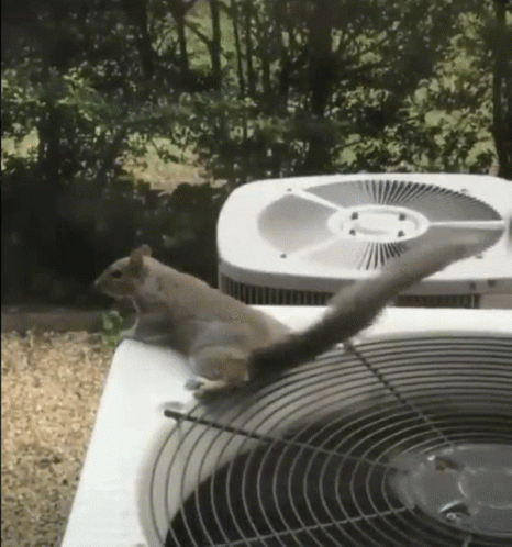 Squirrel Cool GIF