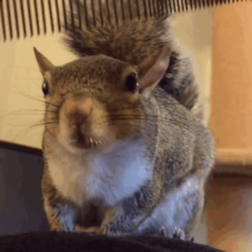 Squirrel Crazy GIF. This 498 x 498 animated GIF is part of our funny squirrel collection. Related themes include crazy, cute, squirrel. Created by Ross84…