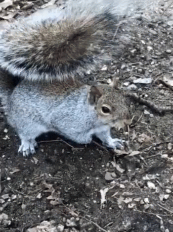 Squirrel Crazy GIF