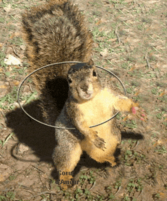 Squirrel Cute GIF