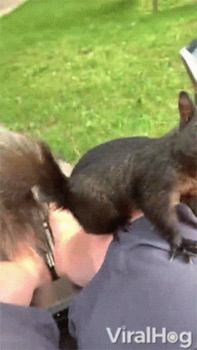 Squirrel Eating A Peanut Viralhog GIF