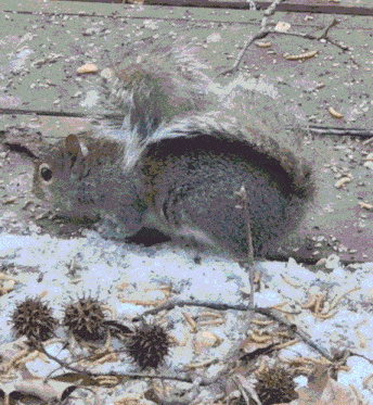 Squirrel Eating Ecureuil Nuts Snow Seeds Meal Worms Fluffy Squirrel GIF