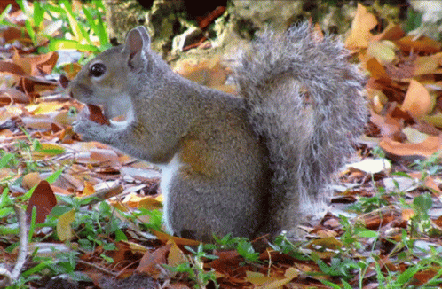 Squirrel Eating GIF
