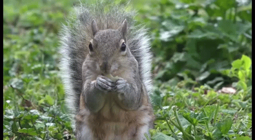 Squirrel Eating GIF