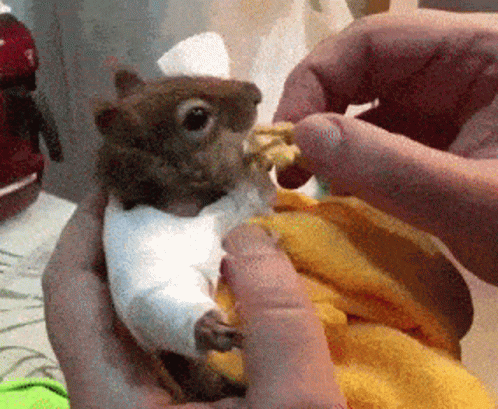 Squirrel Eats GIF. This 498 x 409 animated GIF is part of our funny squirrel collection. Related themes include squirrel. Created by lastFrake. View the…