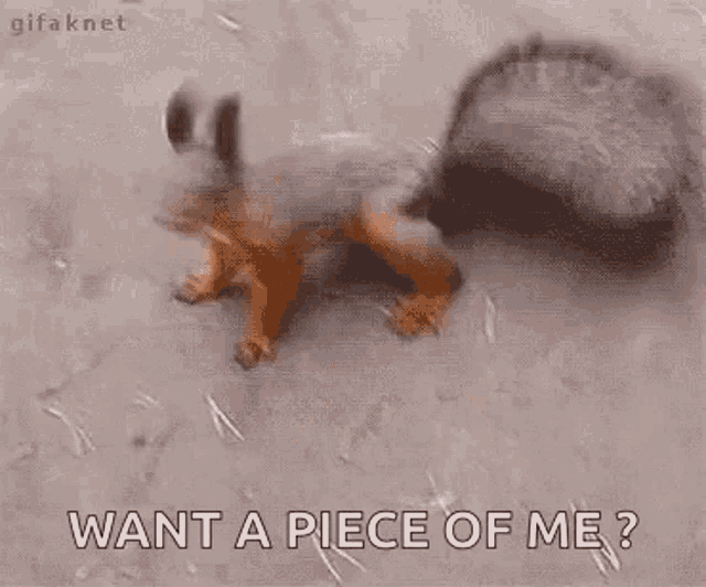 Squirrel Excited GIF