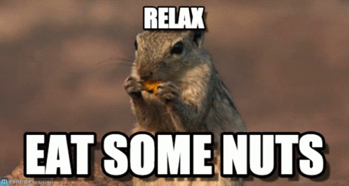 Squirrel Flying GIF