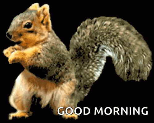 Squirrel Funny GIF. This 498 x 398 animated GIF is part of our funny squirrel collection. Related themes include crazy, dance, dancing. Created by…