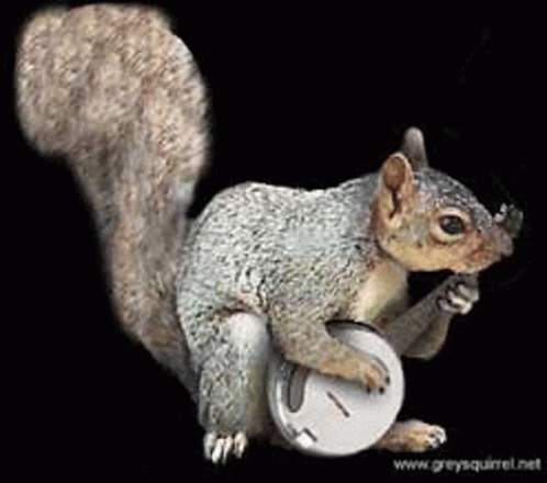 Squirrel GIF. This 498 x 440 animated GIF is part of our funny squirrel collection. Related themes include squirrel. Created by biene71. View the original…