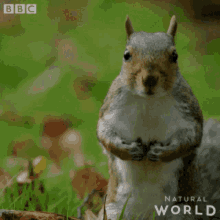 Squirrel GIF. This 220 x 220 animated GIF is part of our funny squirrel collection. Related themes include squirrel. Created by Allure7. View the original…