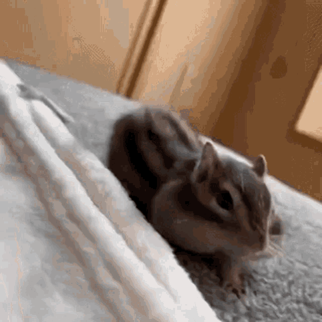 Squirrel Good Morning GIF