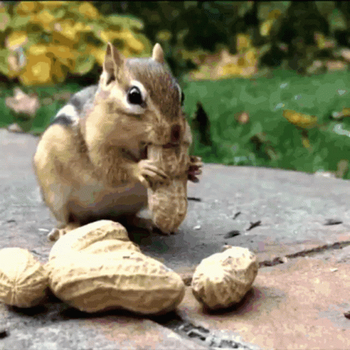 Squirrel Leaving Nuts Eating GIF