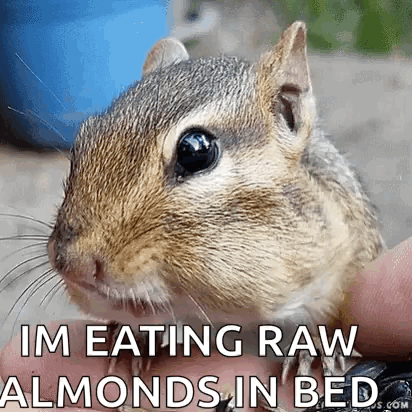 Squirrel Listening GIF