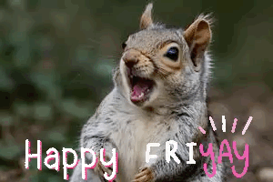 Squirrel Meme Squirrel Love GIF
