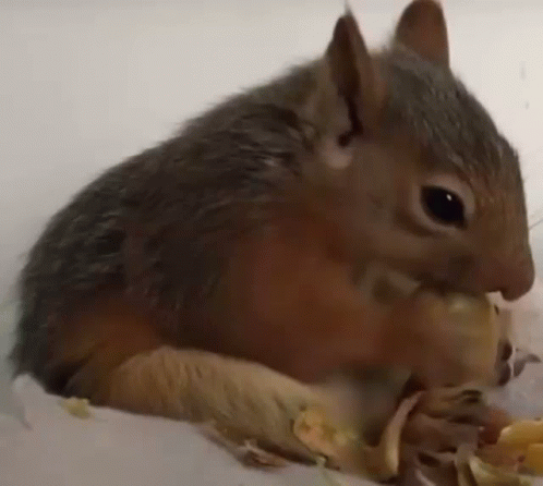 Squirrel Nut GIF